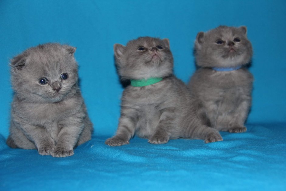 Метис экзота и британца