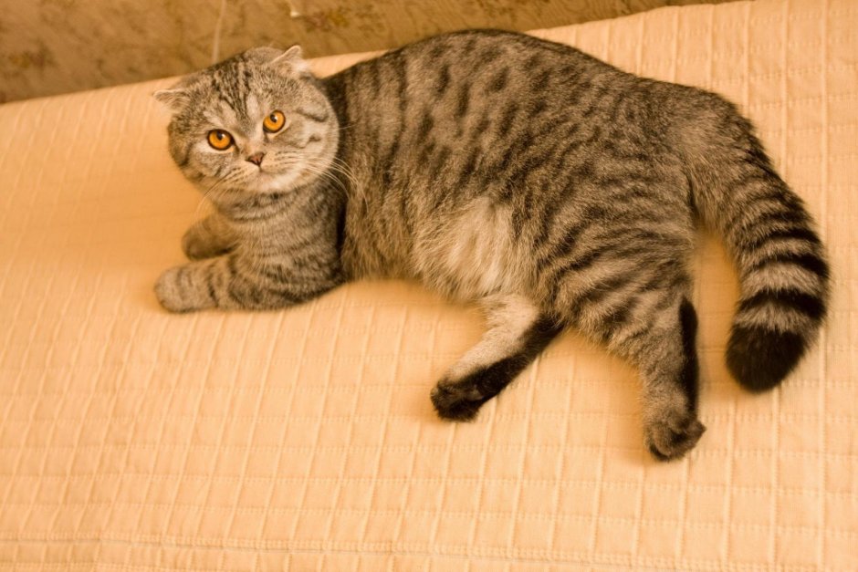 Котята обычные и вислоухие отличия