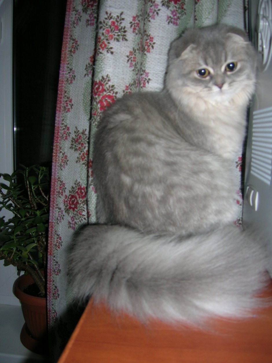 Кот Мнтис с биксискной