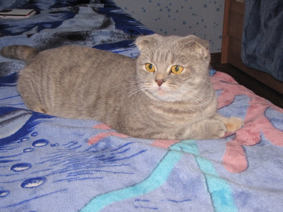 Метис Британская короткошёрстная + скоттиш фолд