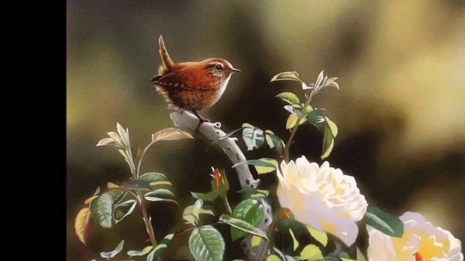 Пионы художник Julia Hargreaves