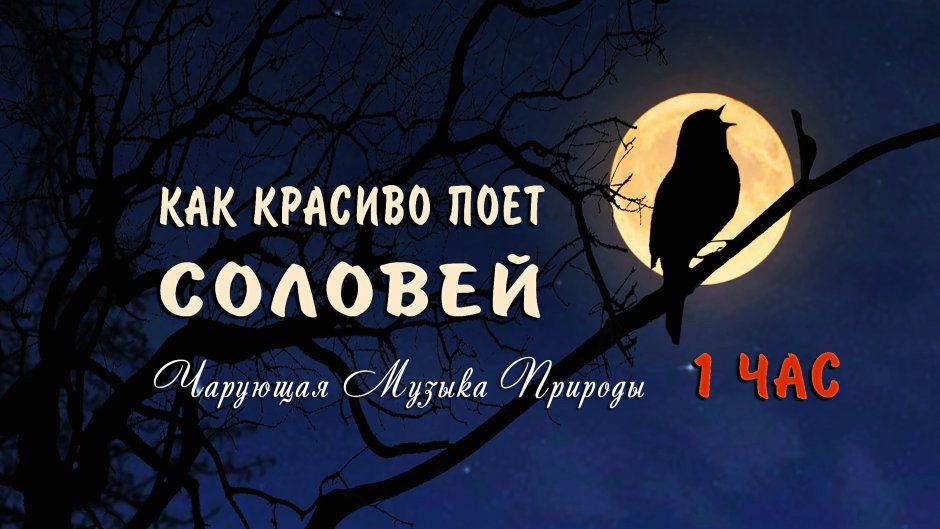 Пение соловья ночью