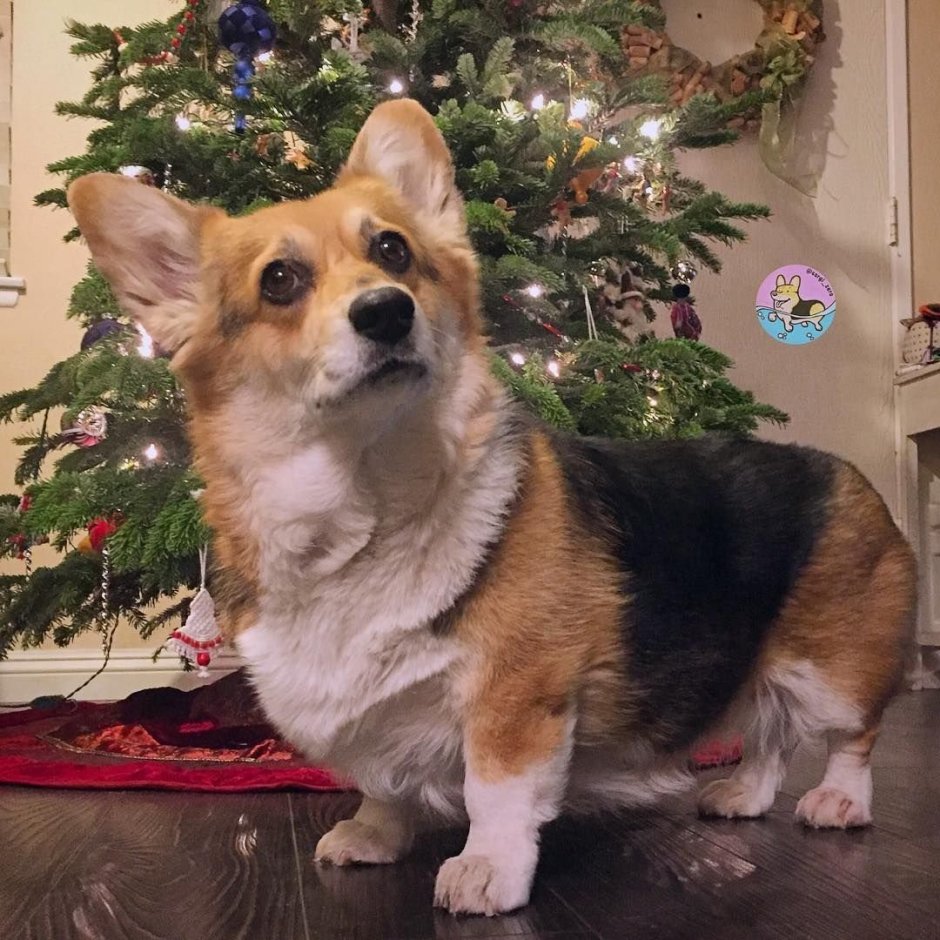 Корги кардиган рыжий