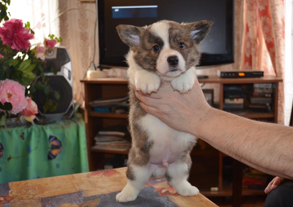 Вельш корги альбинос