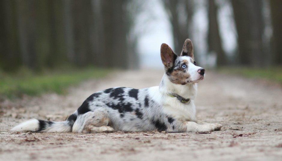Вельш корги кардиган мраморный с рыжим