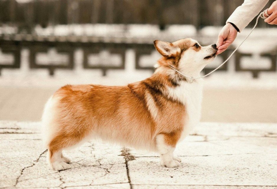 Соболиный корги пемброк