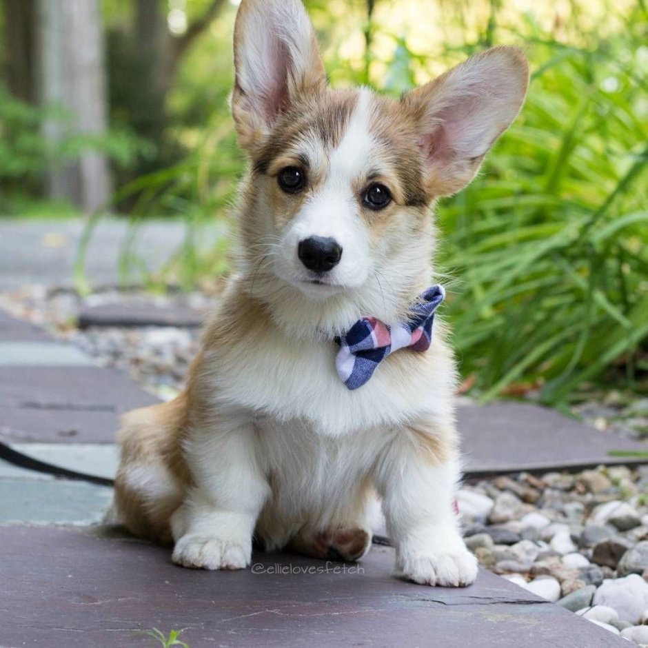 Вельш корги кардиган мраморный