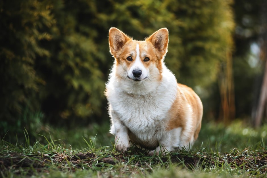 Вельш корги кардиган мраморный