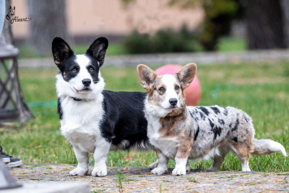 Вельш корги пемброк серый