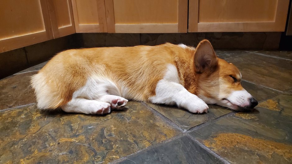 Хаски окраса Мерль