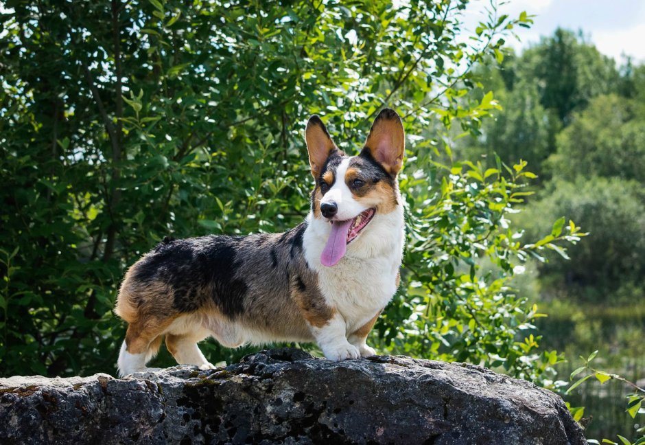 Корги кардиган Мерль флаффи