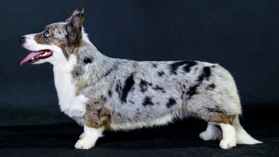 Соболиный вельш корги