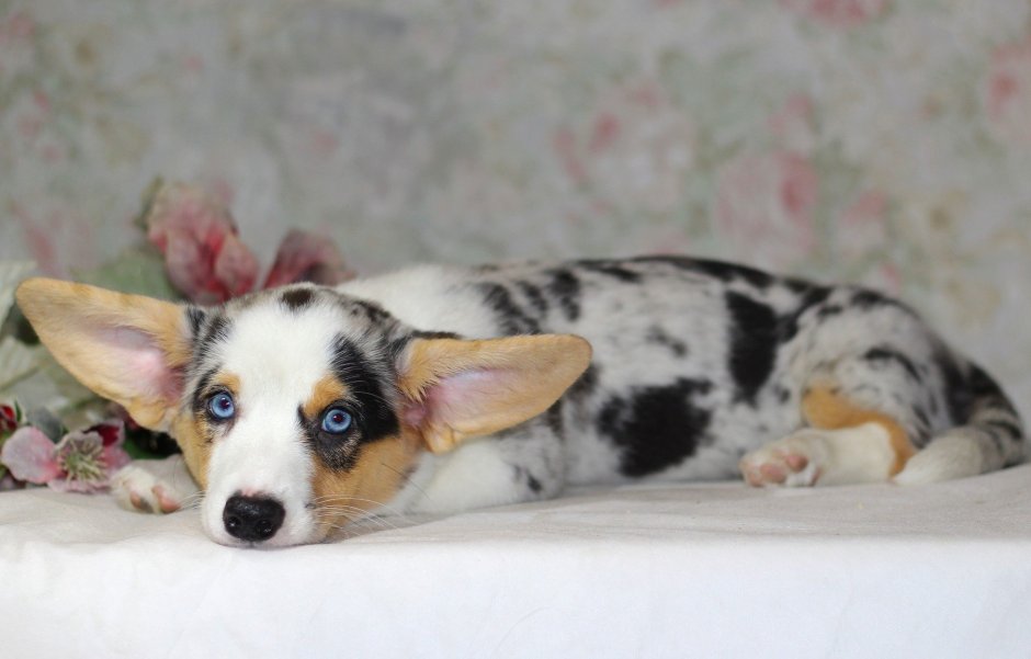 Вельш корги кардиган Блю Мерль