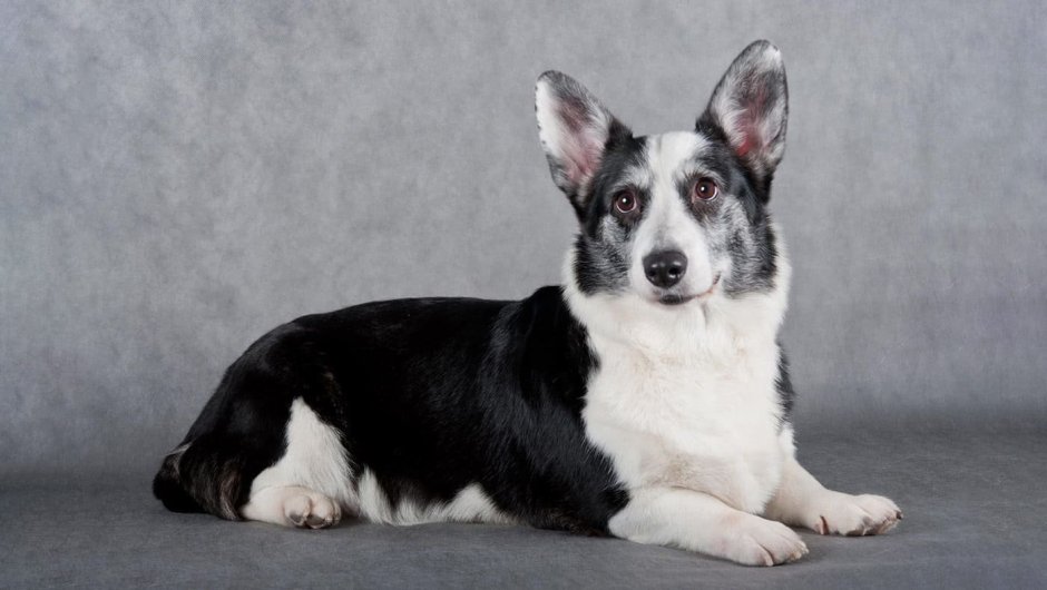 Якутская лайка окрасы