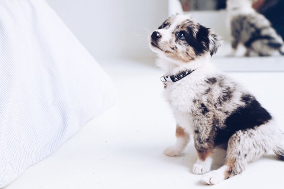 Корги кардиган Блю Мерль