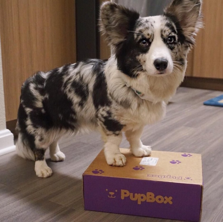 Вельш корги кардиган Блю Мерль