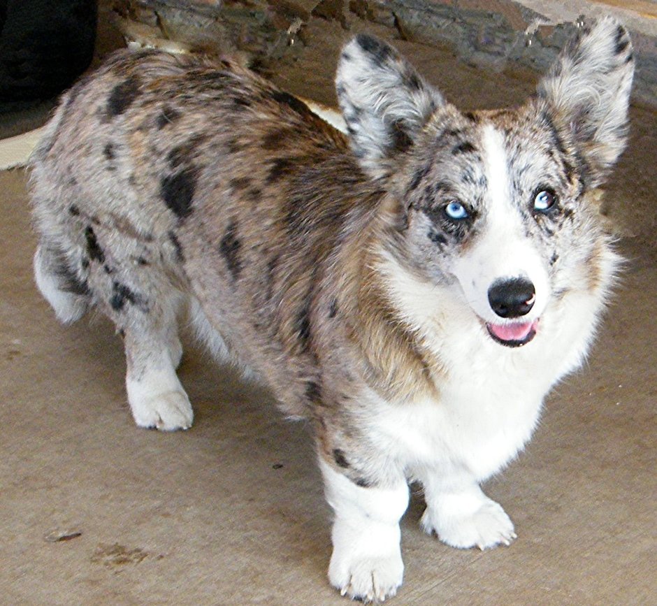 Вельш корги окрасы