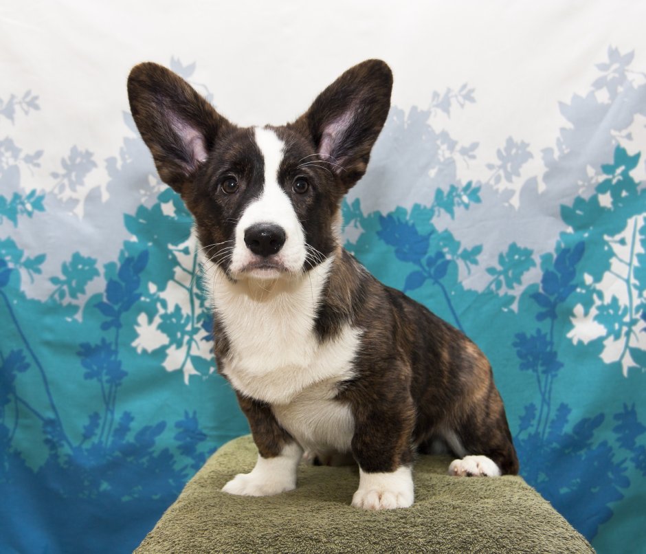 Корги кардиган Блю Мерль
