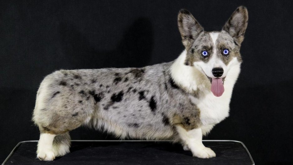 Мраморный корги овчарка