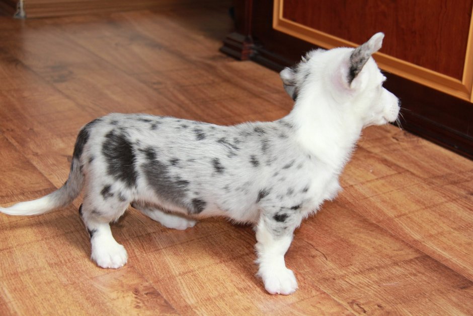 Вельш корги кардиган рыжий