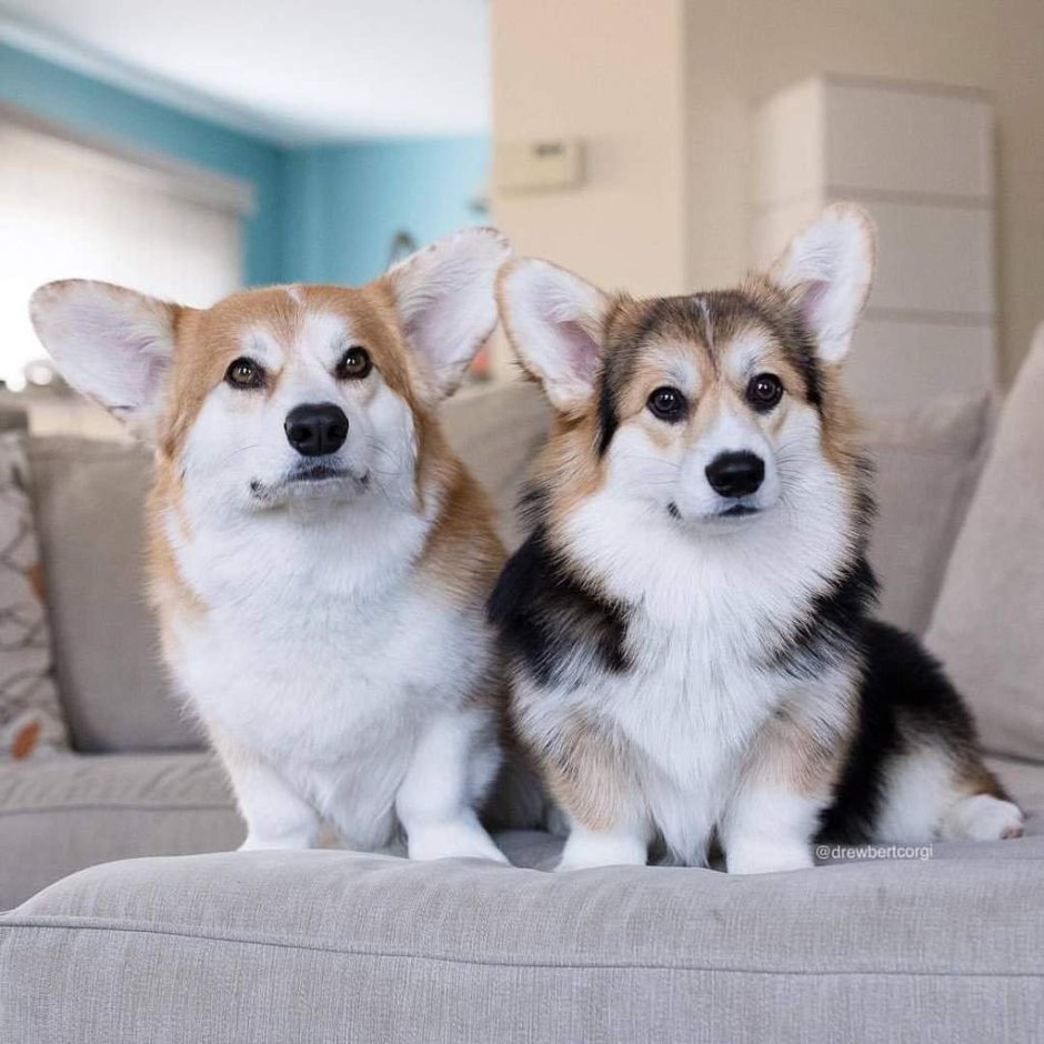 Корги пемброк альбинос
