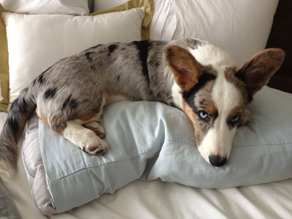 Корги кардиган Блю Мерль