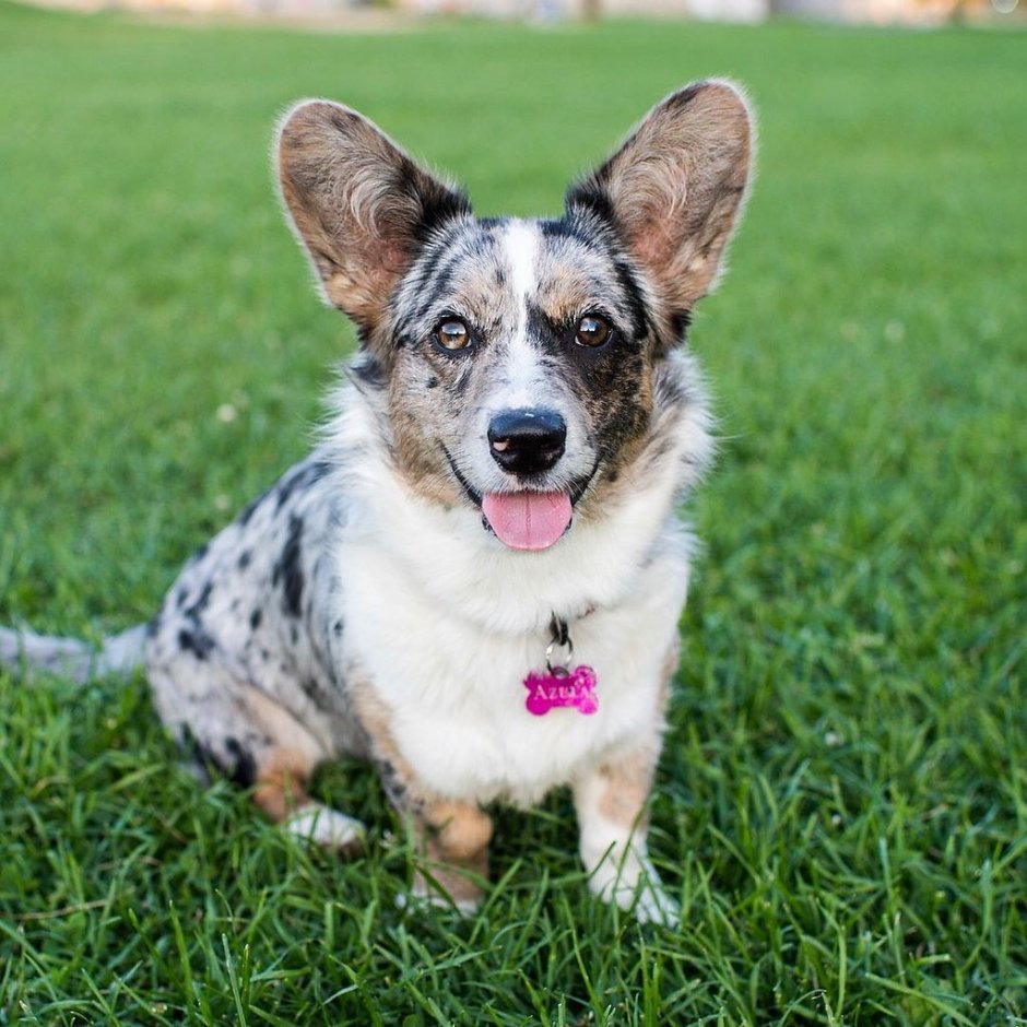 Вельш корги кардиган Блю Мерль