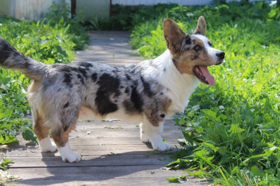 Корги кардиган Блю Мерль