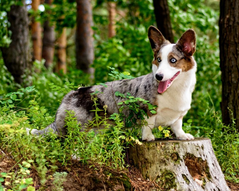 Корги кардиган мраморный