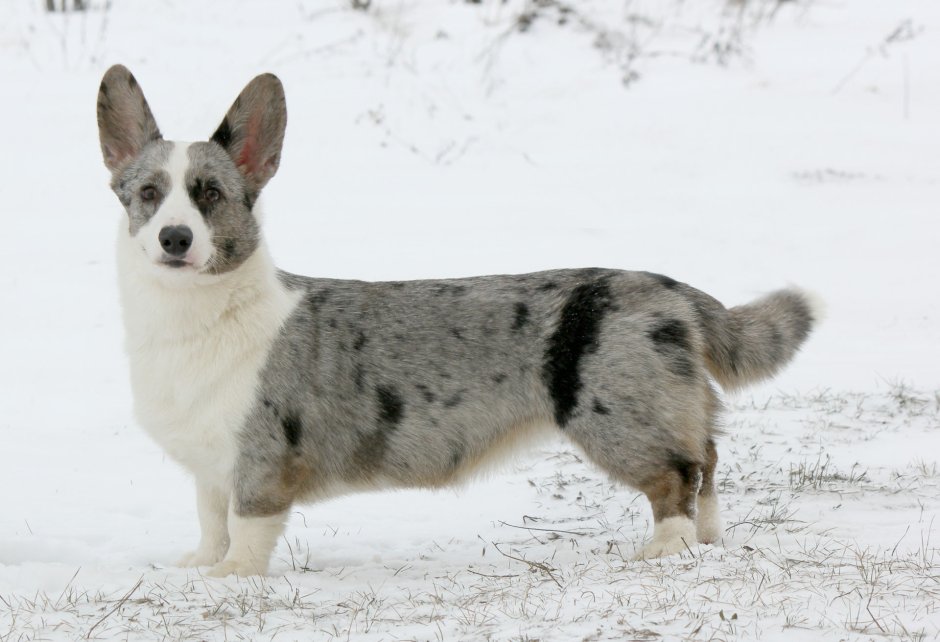Вельш корги кардиган мраморный