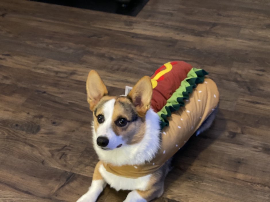 Корги кардиган Блю Мерль флаффи