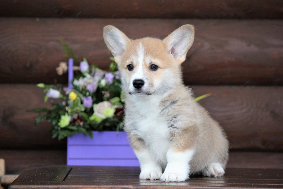 Корги пемброк мраморный