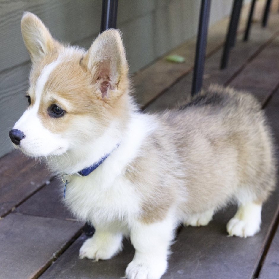 Корги на прозрачном фоне