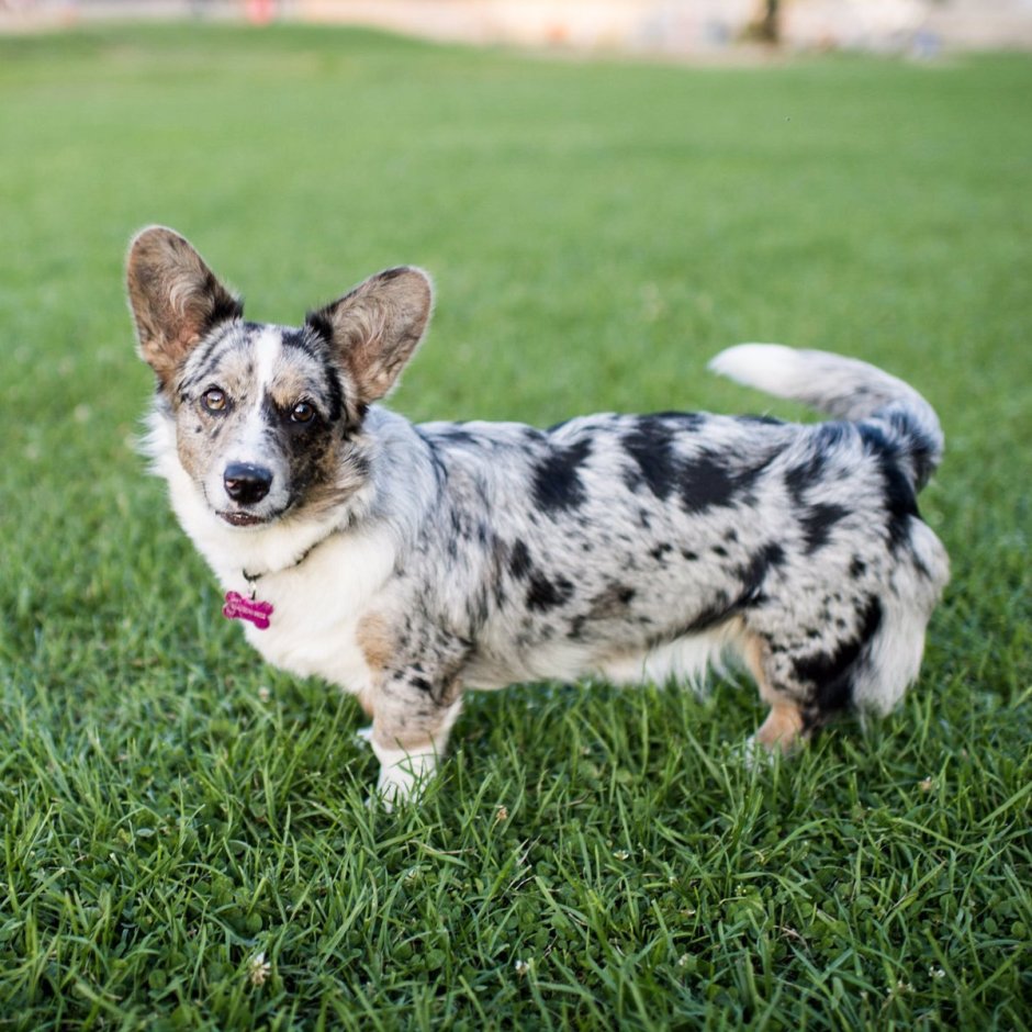 Вельш корги пемброк