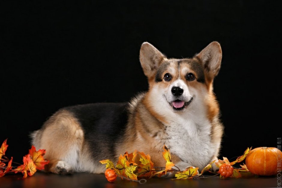 Вельш корги кардиган Блю Мерль