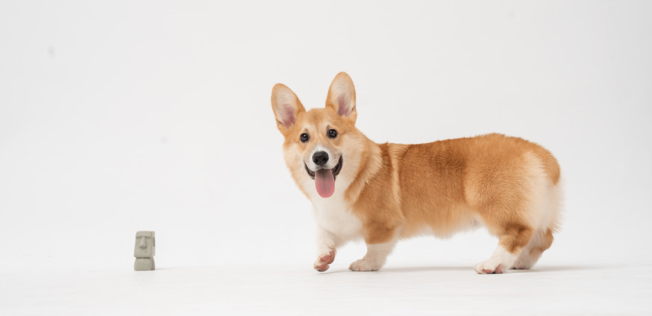 Голубоглазый корги вельш