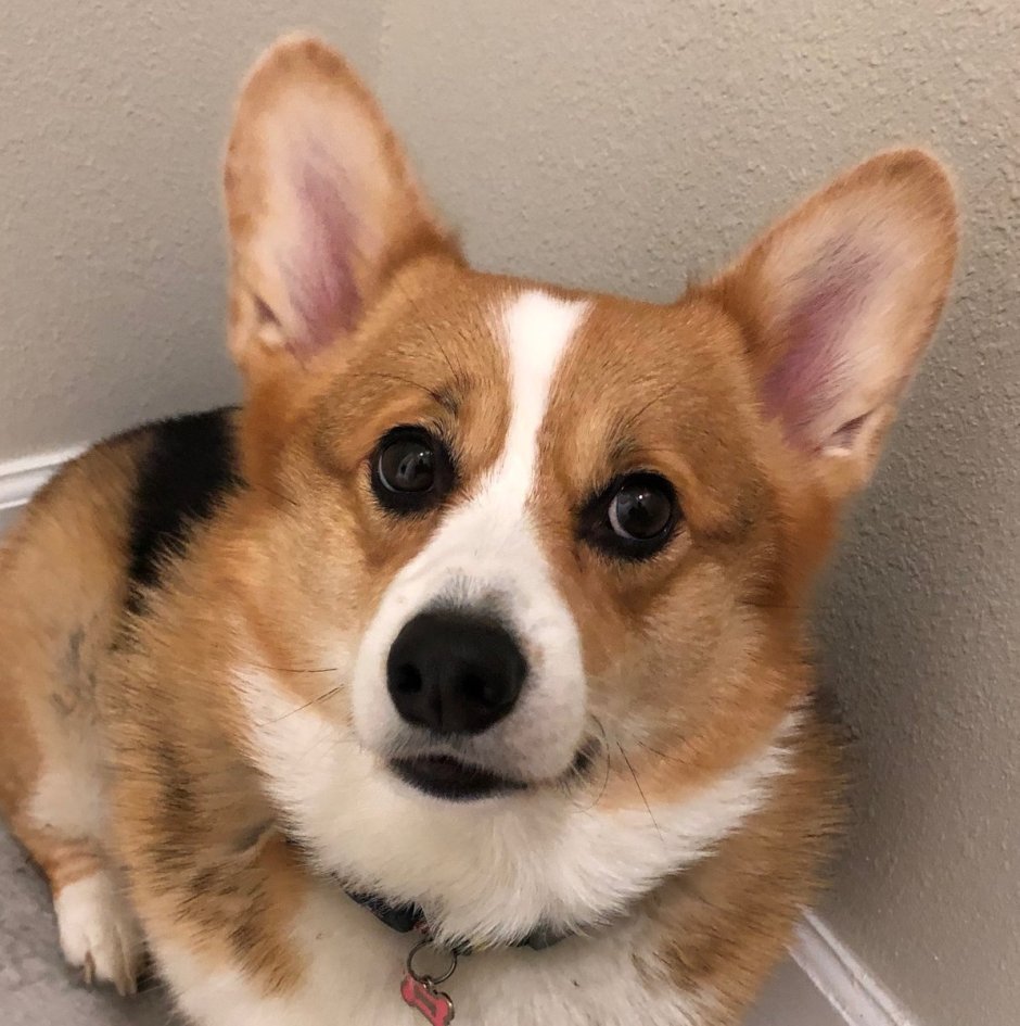 Вычесывание корги