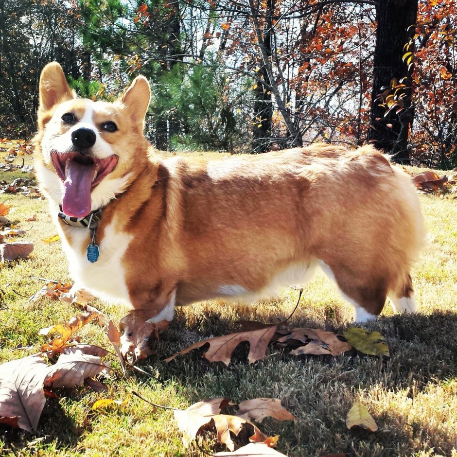 Вельш корги кардиган Мерль