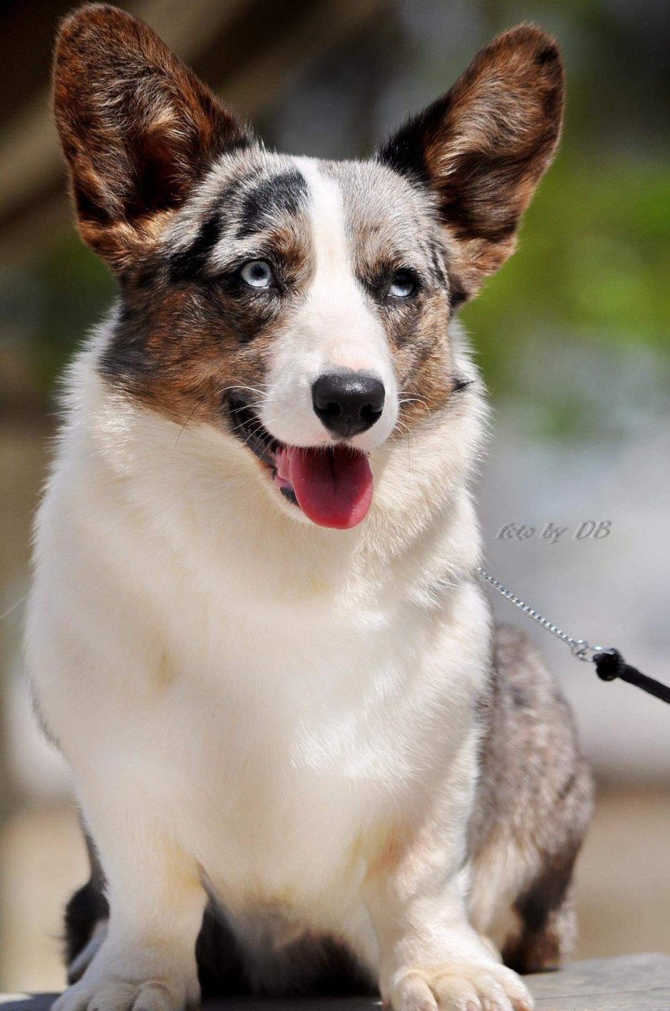 Рыжий Мерль вельш корги кардиган