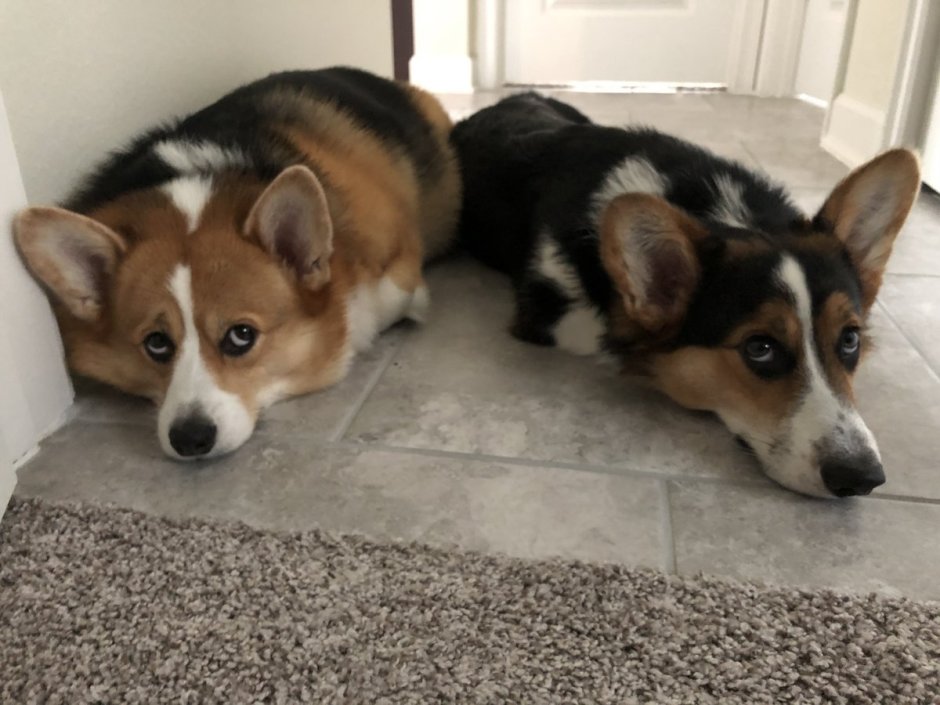 Лама и корги