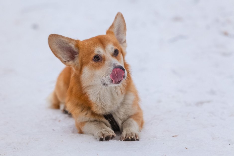 Милейший корги