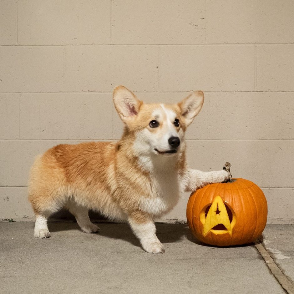 Корги пемброк чепрачный