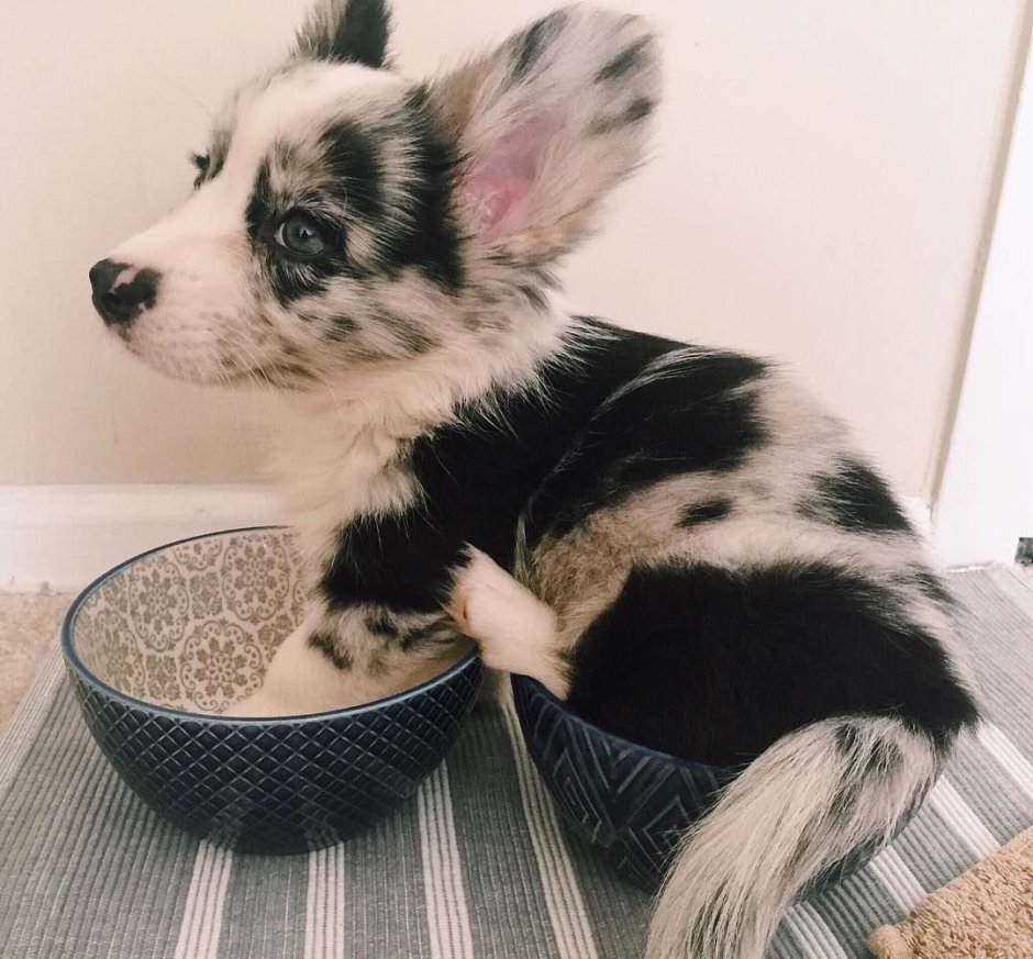 Вельш корги кардиган хвост