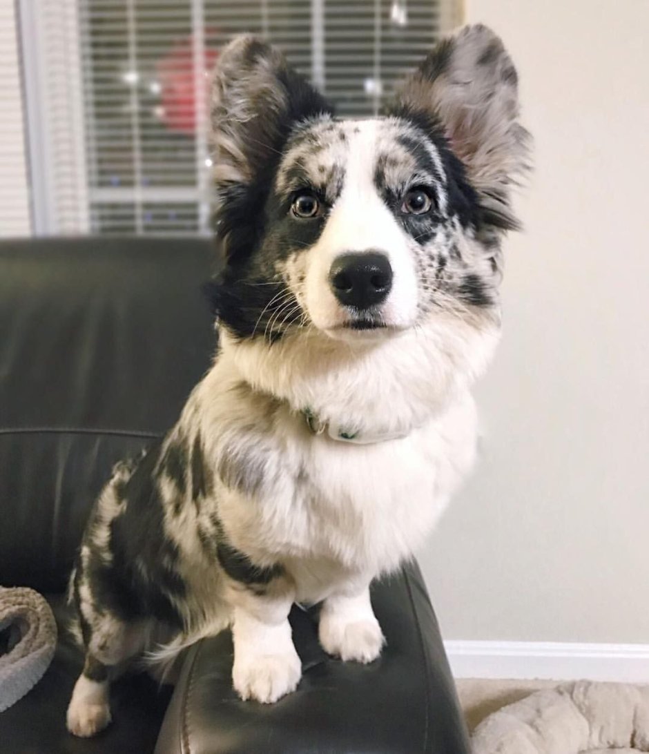 Рыжий Мерль вельш корги кардиган