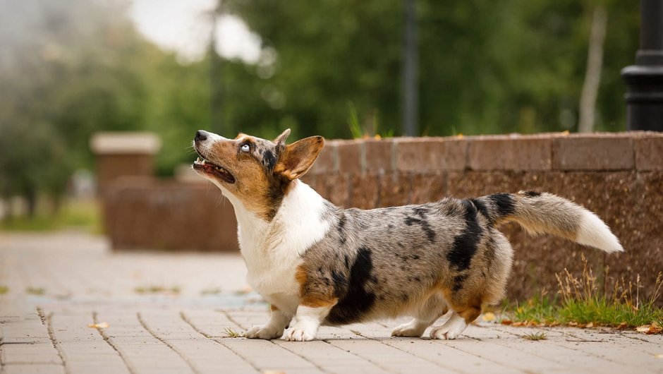 Корги кардиган Блю Мерль