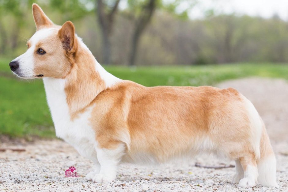 Вельш корги кардиган