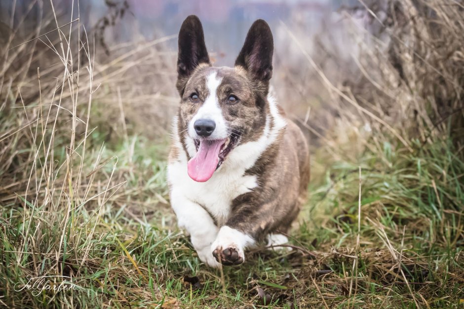 Корги кардиган Мерль флаффи