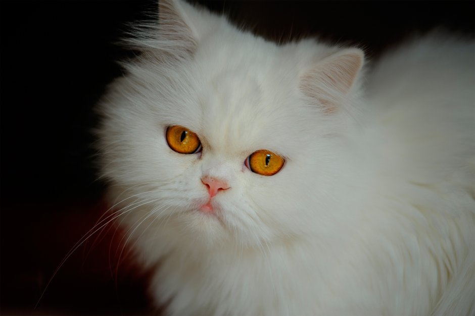 Кот полуперс белый