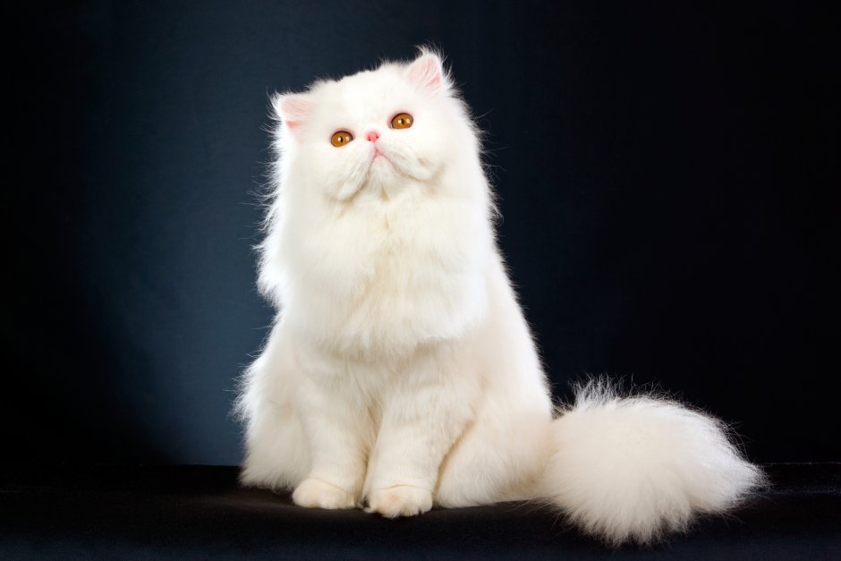 Персидская длинношерстная кошка
