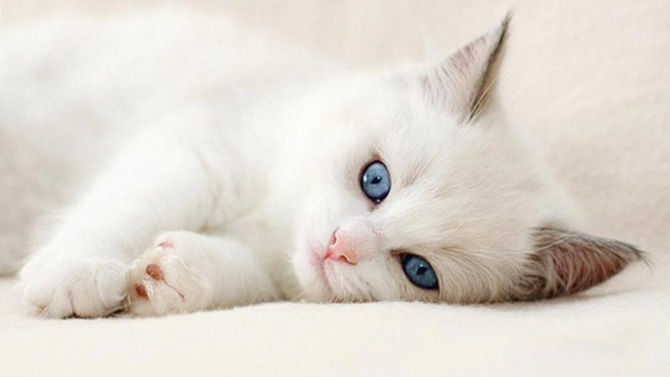 Красивая белая кошка